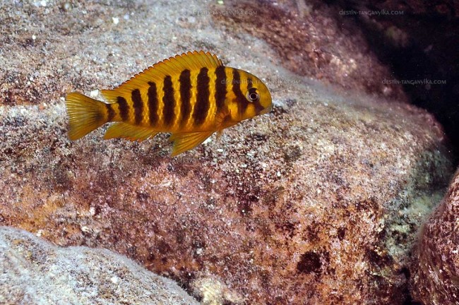 tropheus-brichardi-lup-g.1.jpg