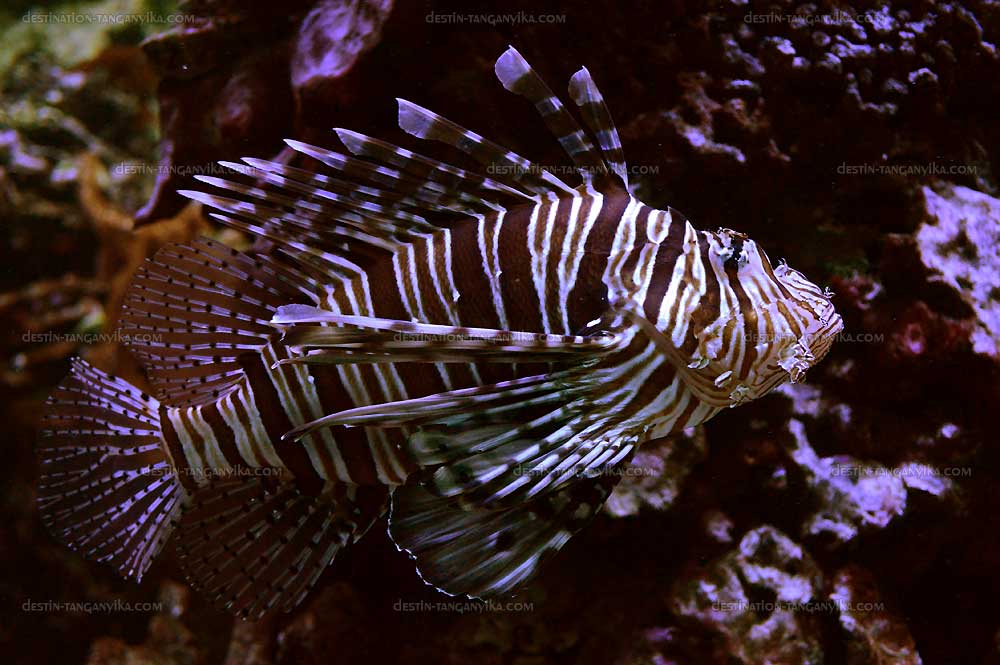 Pterois volitans