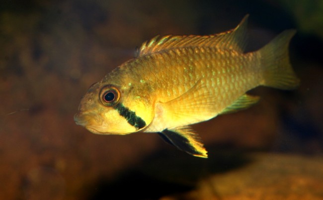 Apistogramma-sp.-kelleri-femaleincub.JPG