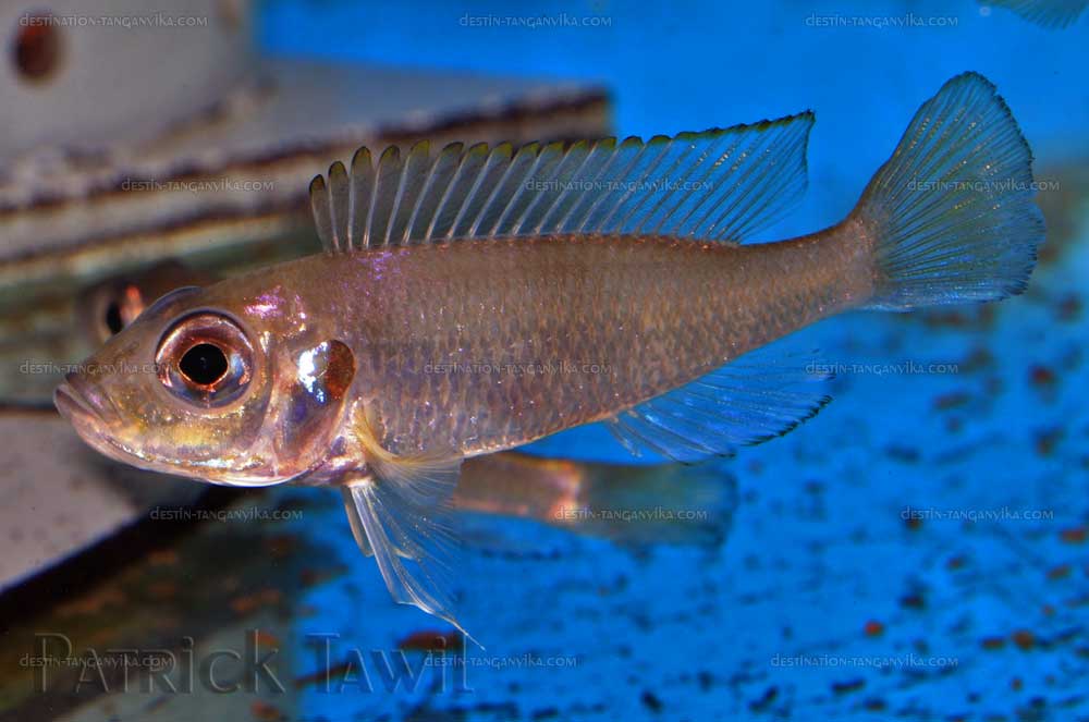 Tangachromis dhanisi