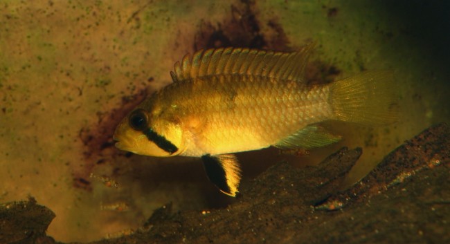 Apistogramma-sp.-kelleri-femaleijeunes.JPG