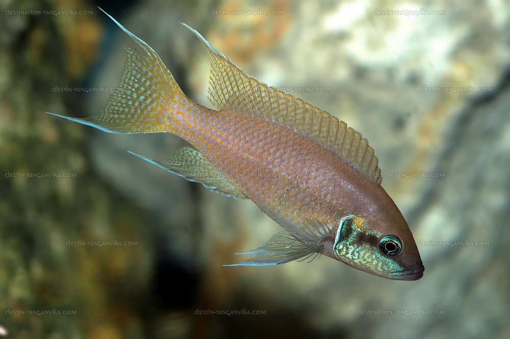 Neolamprologus brichardi