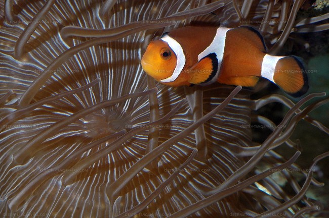 Amphiprion ocellaris