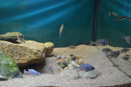 placidochromis<br />sciaenochromis<br />epalzeo