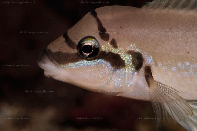 Chalinochromis brichardi