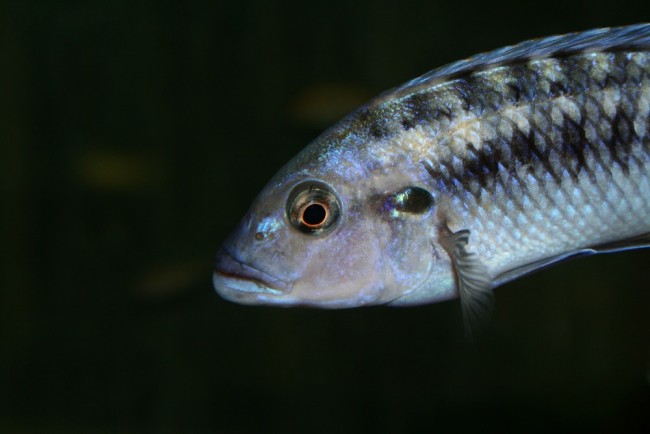 Pseudotropheus-benetos.jpg