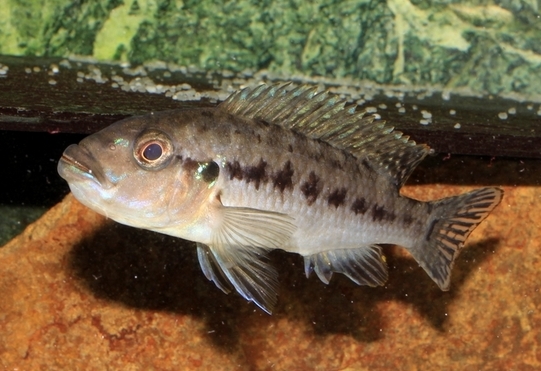 P.Tawil Pseudotropheus benetos incubation C141220A 001.JPG