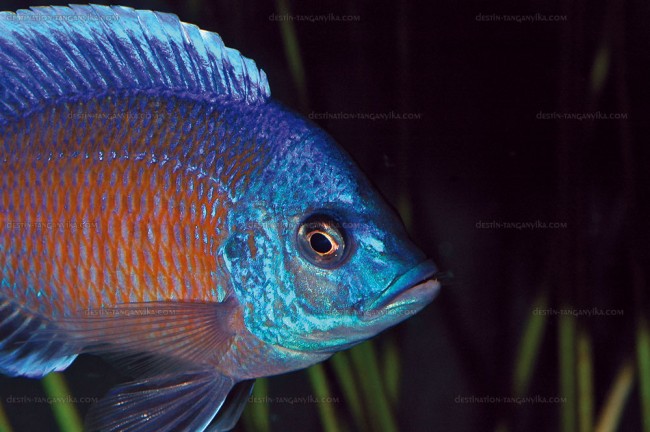 Copadichromis borleyi