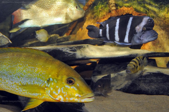 Cyphotilapia gibberosa, Boulengerochromis