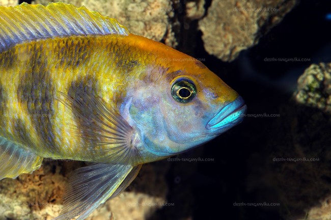 Nimbochromis venustus