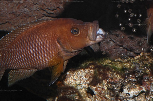 Neolamprologus niger