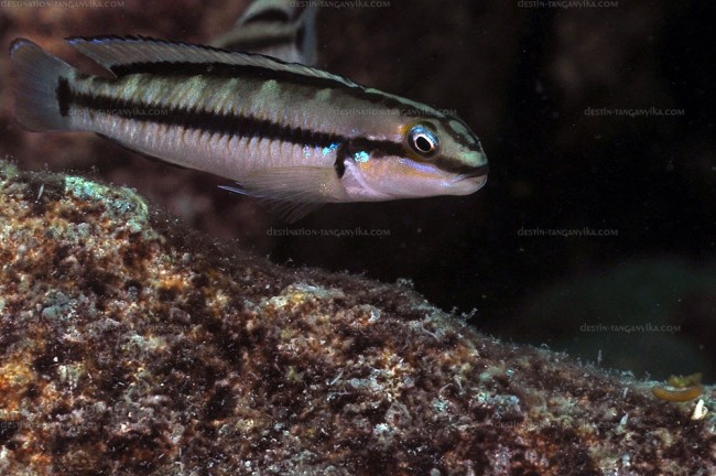 Telmatochromis vittatus