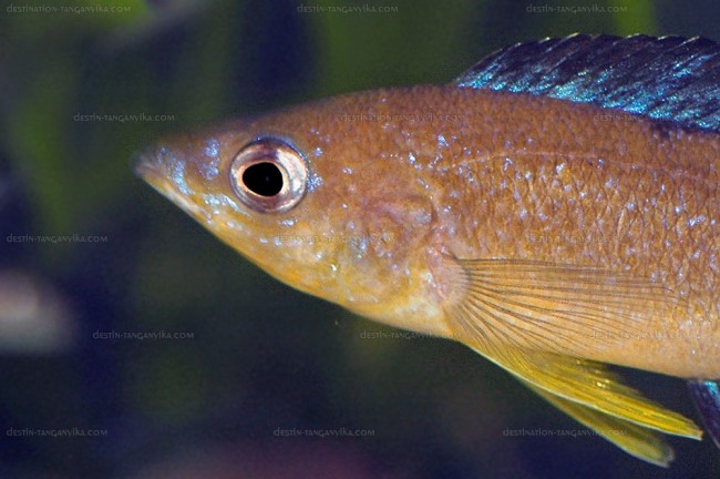 Cyprichromis microlepidotus