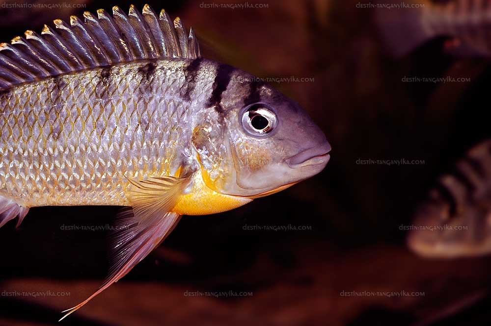 Limnotilapia dardenni