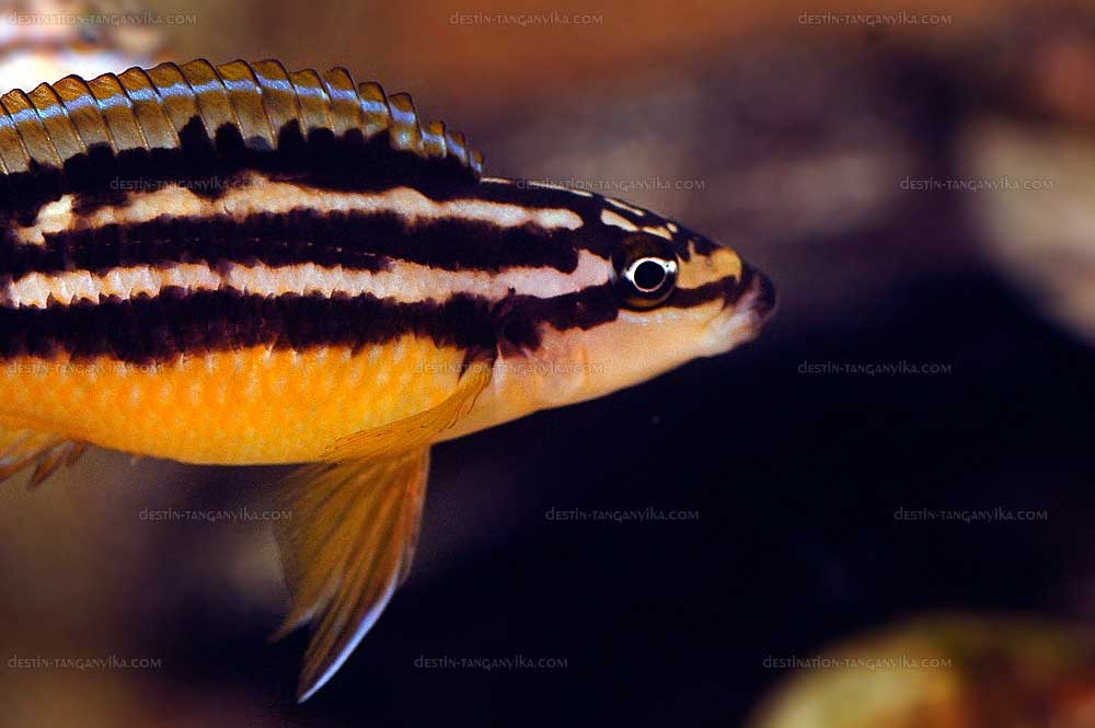 Julidochromis ornatus