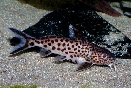 P.Tawil Synodontis multipunctatus C090823A 046.jpg