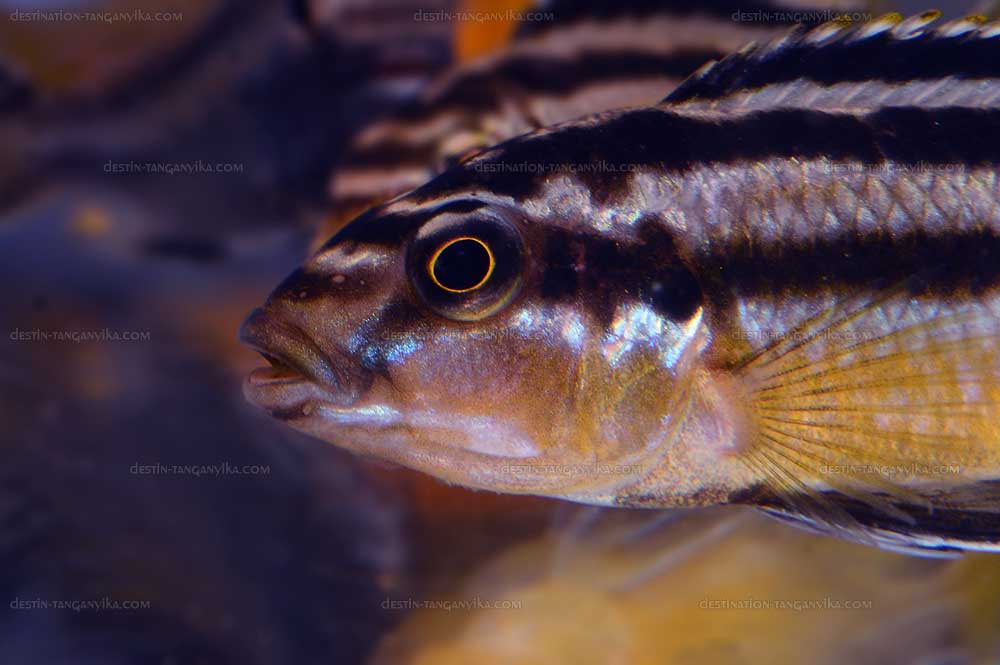 Melanochromis auratus