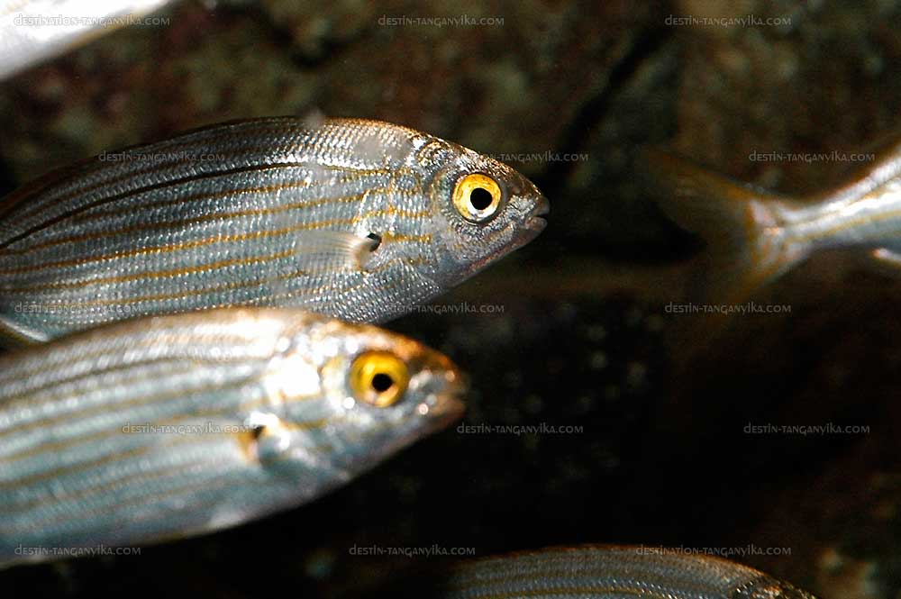 Sarpa salpa