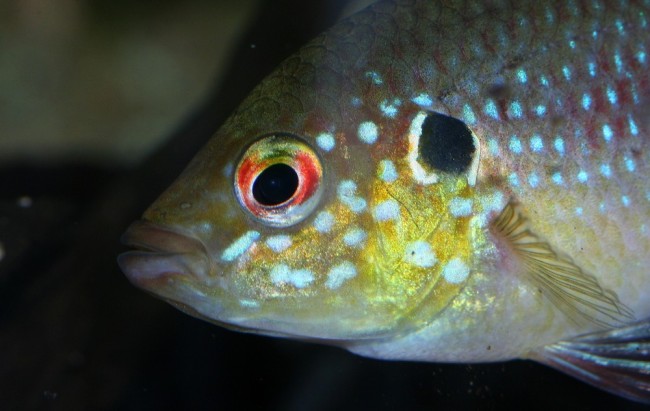 Hemichromis cf. lifalili.jpg