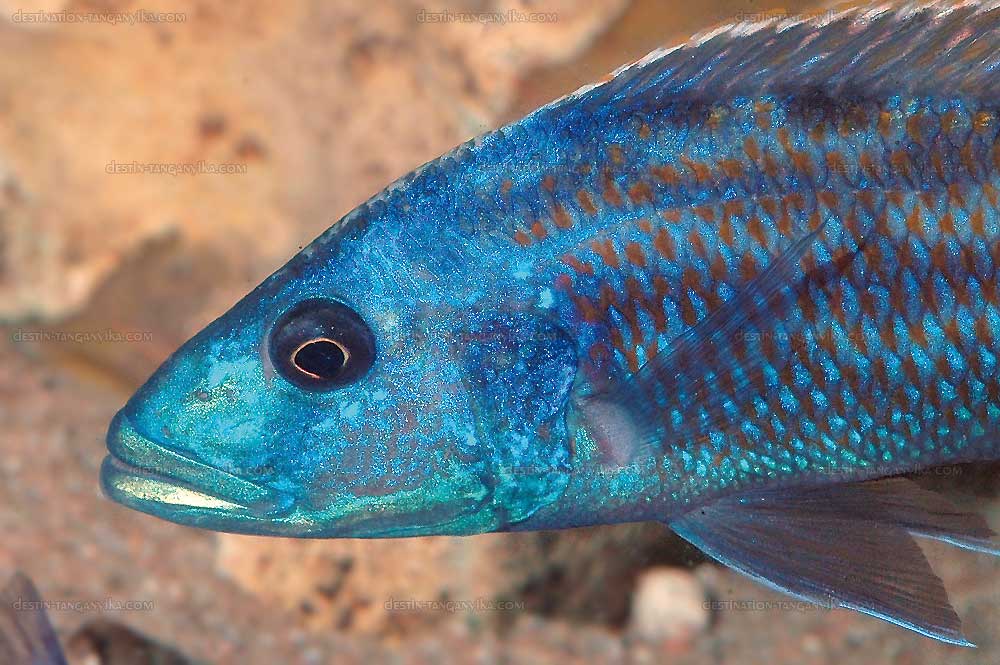 Buccochromis roadhesii