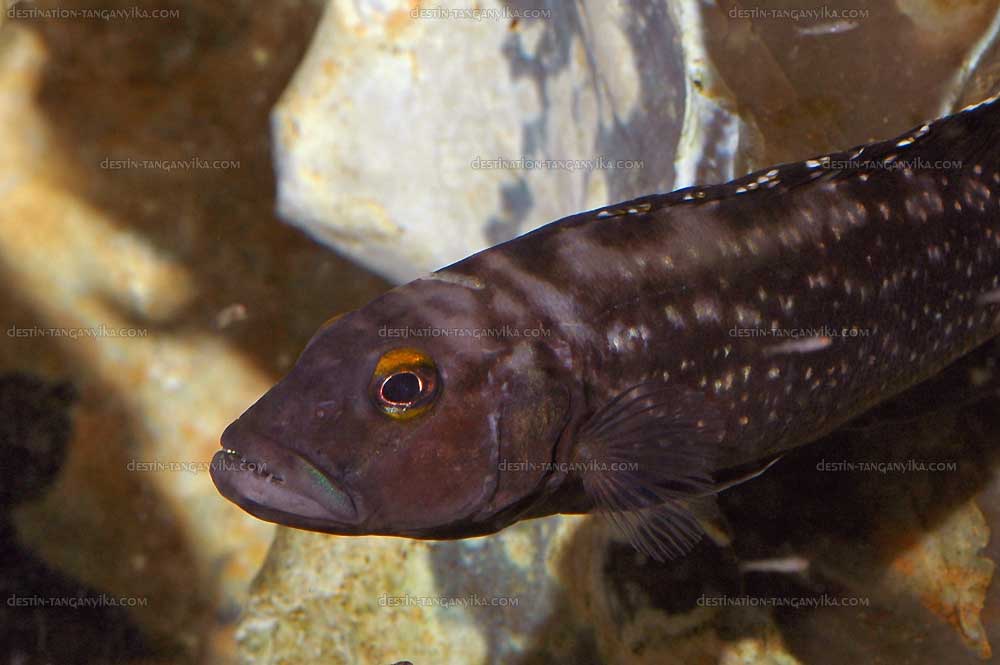 Lepidiolamprologus elongatus