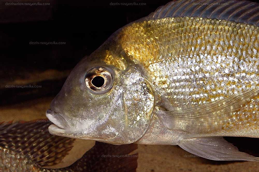 Tylochromis polylepis