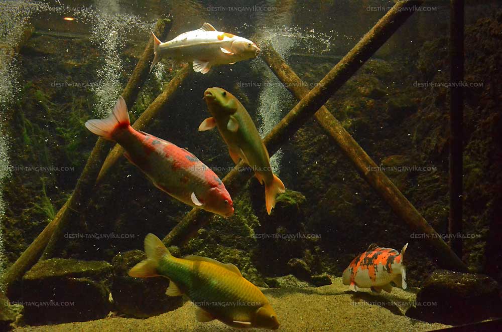 cyprinus-carpio-koi-ams-c.1.jpg