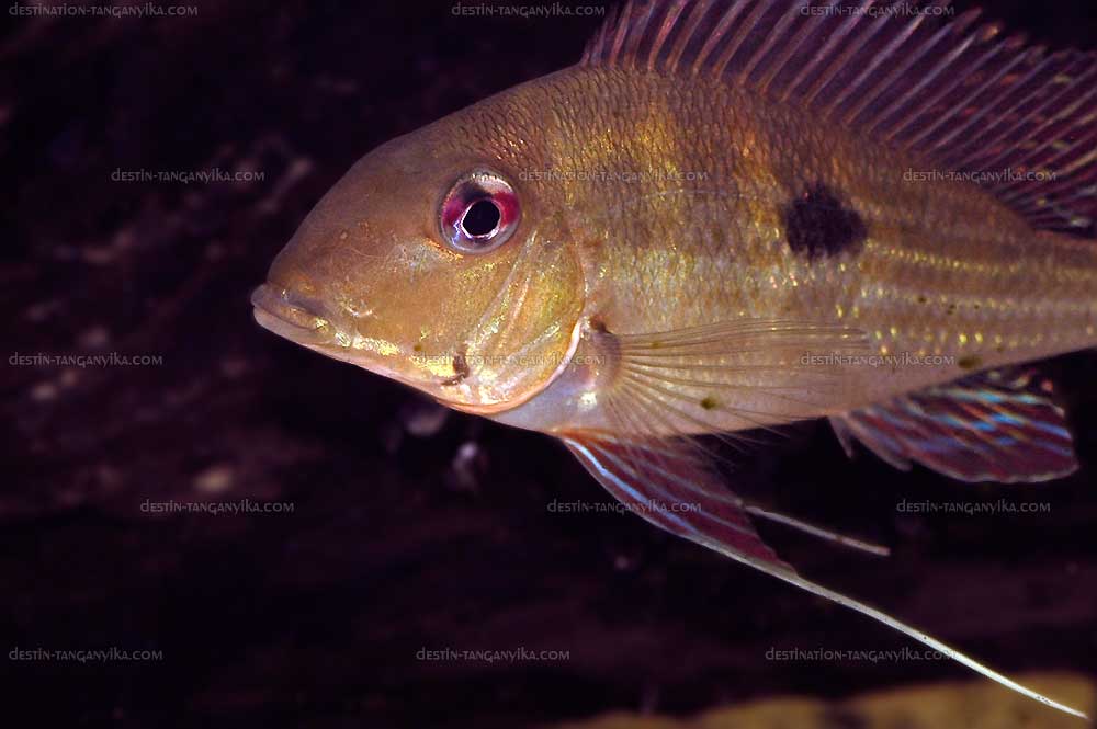 Geophagus dicrozoster