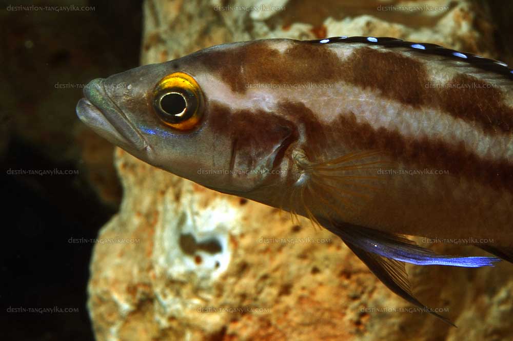 Neolamprologus buescheri