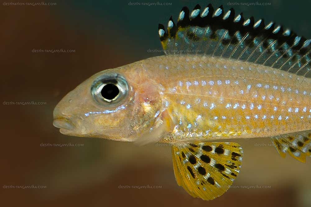 Xenotilapia papilio