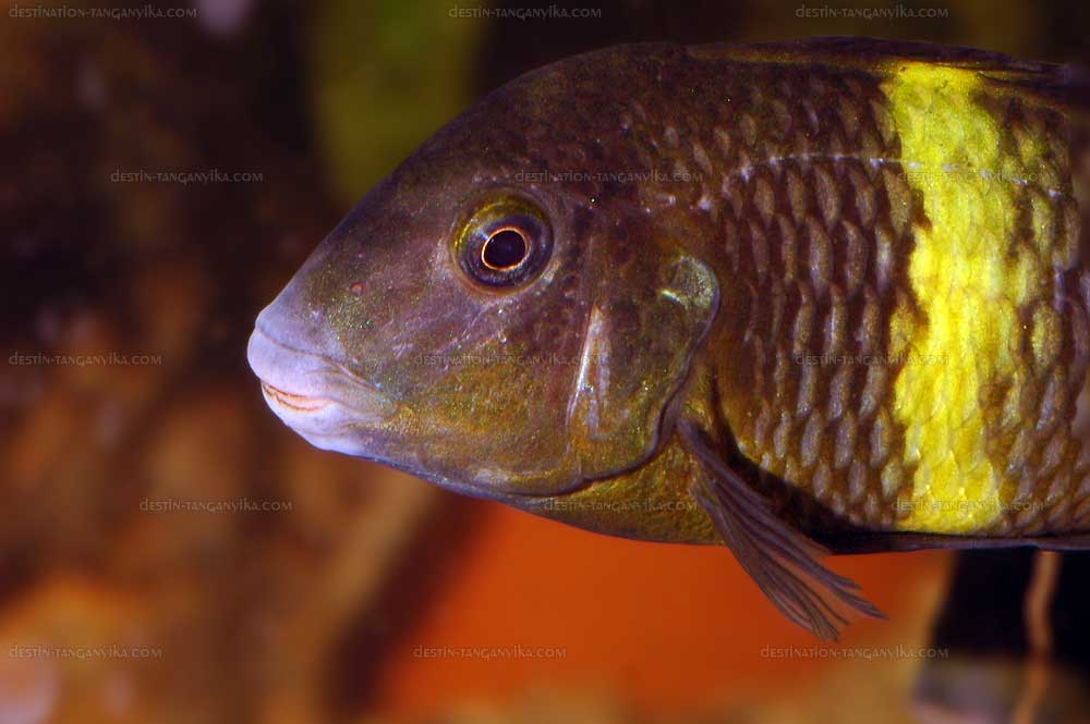 Tropheus sp. black