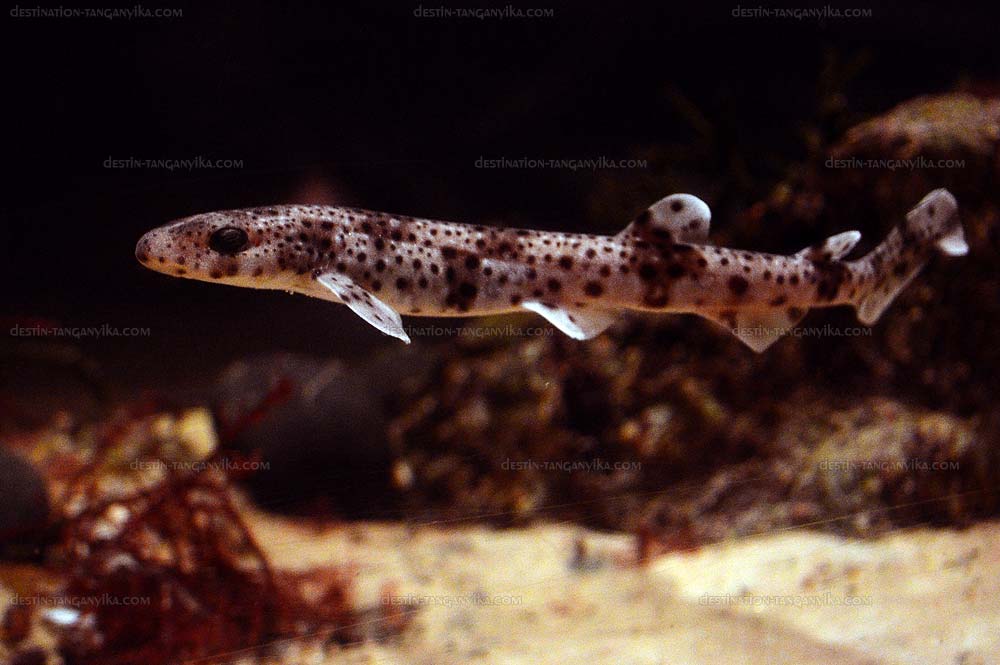 Scyliorhinus canicula