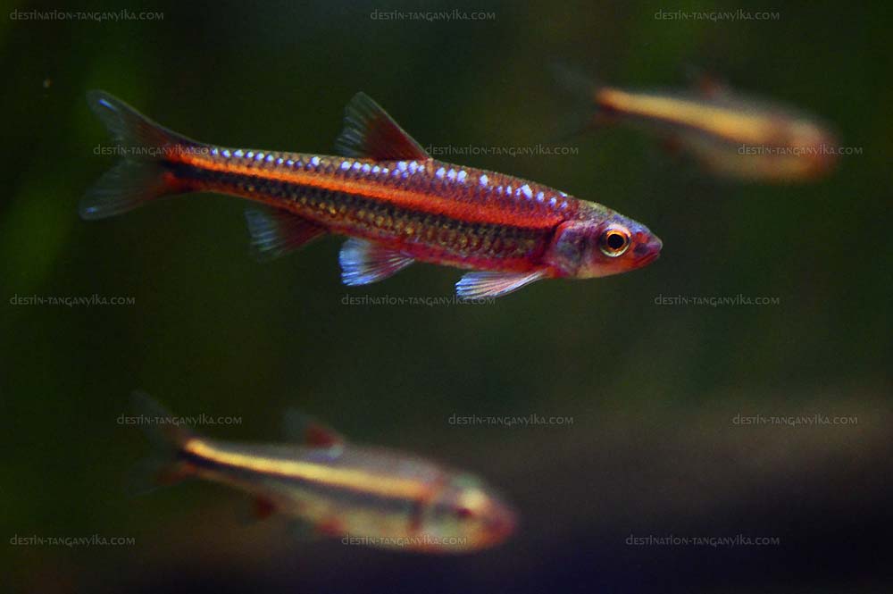 Notropis chrosomus