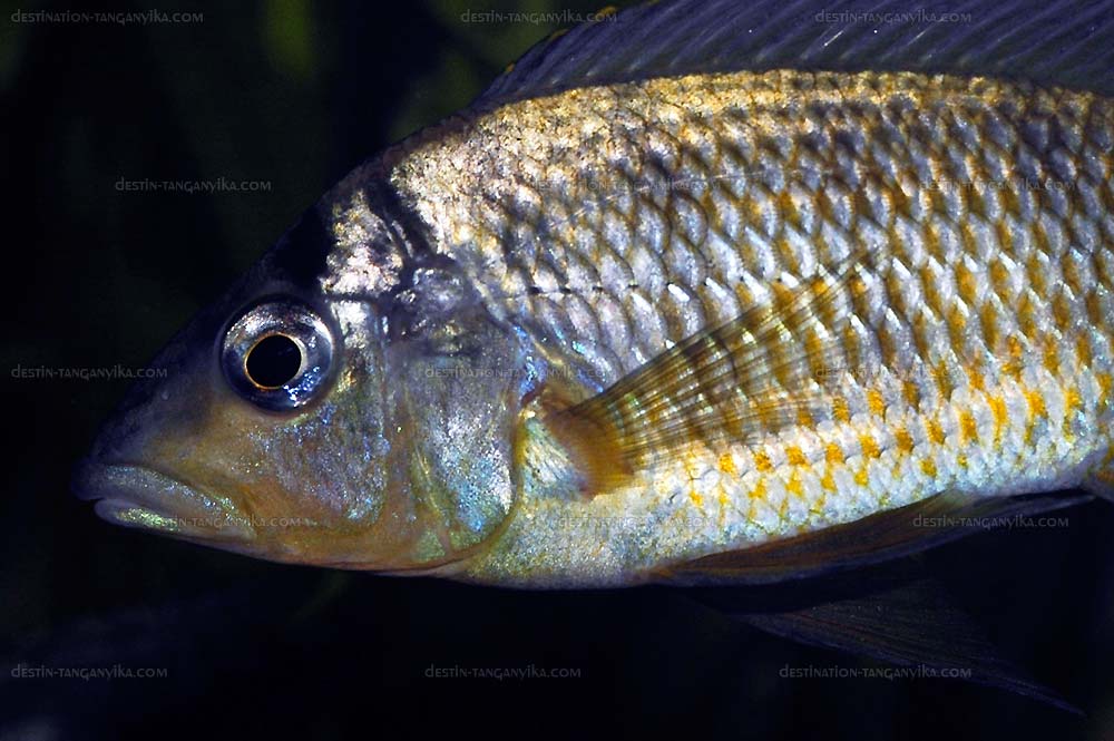 Gnathochromis pfefferi