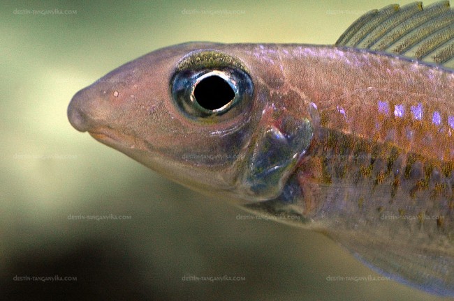 Asprotilapia leptura