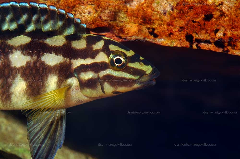 Julidochromis marlieri