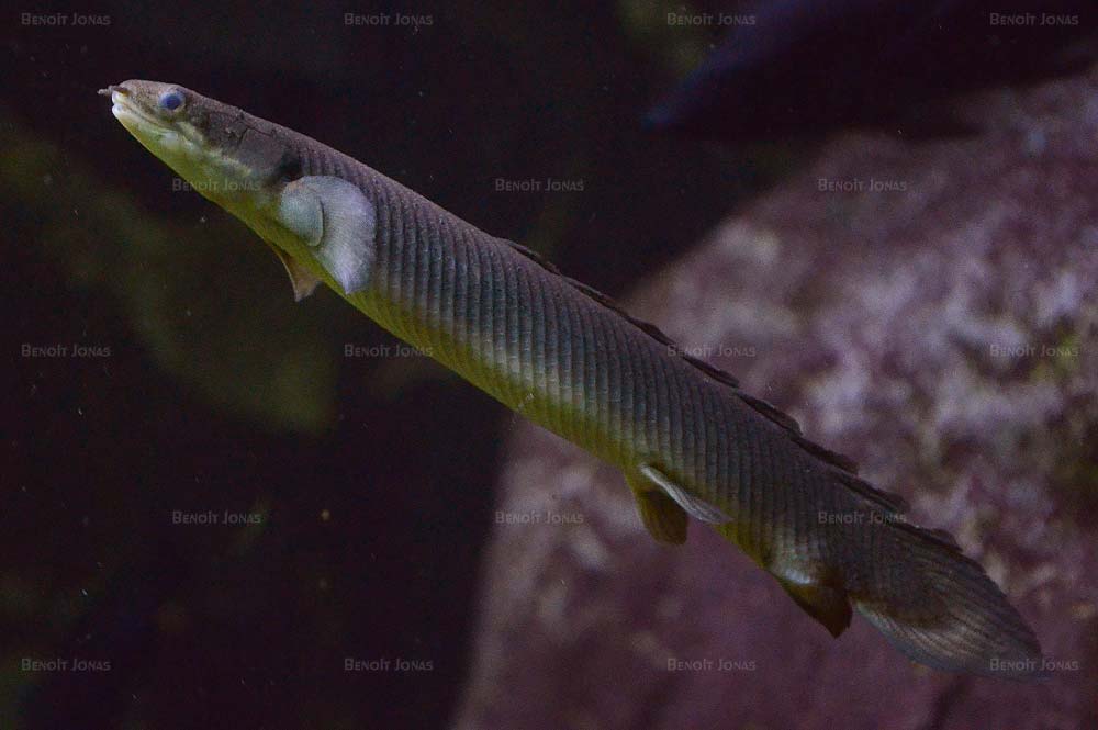 Polypterus senegalus