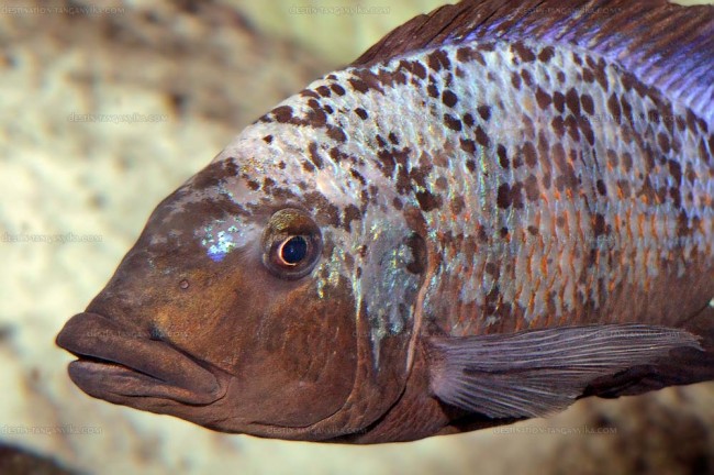 Fossorochromis rostratus