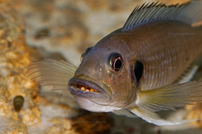 Triglachromis otostigma