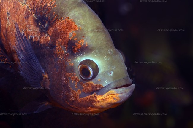 Astronotus aff. ocellatus