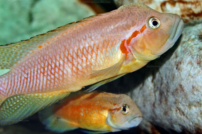 Telmatochromis donthi