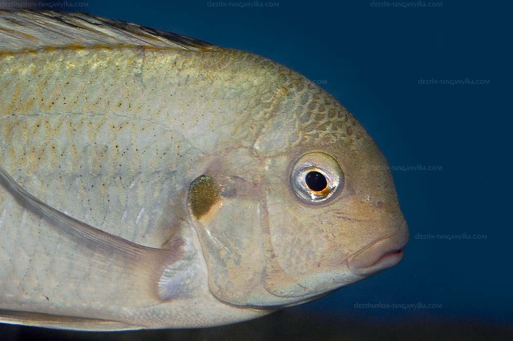 Pseudosimochromis curvifrons