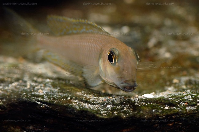 Xenotilapia boulengeri