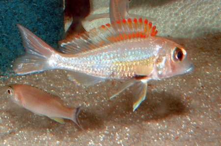 callochromis bulombora.jpg