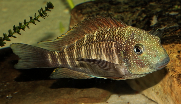 P.Tawil Tropheus sp. Murago Tanzanie C150425B 064.JPG