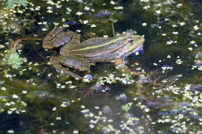 Rana esculanda