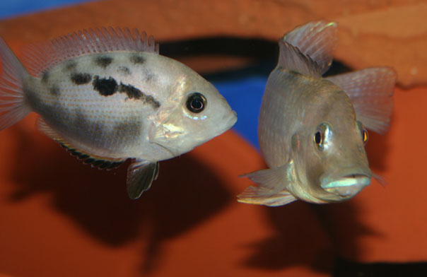 protection du site de ponte contre Ctenochromis polli (mâle)