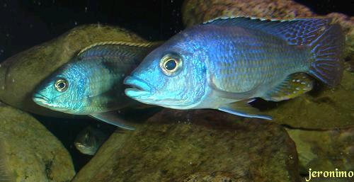 protomelas hertae, hemitilapia oxyrhinchus mâle et femelle en incube