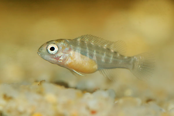 petrotilapia_yellow_ventral.jpg