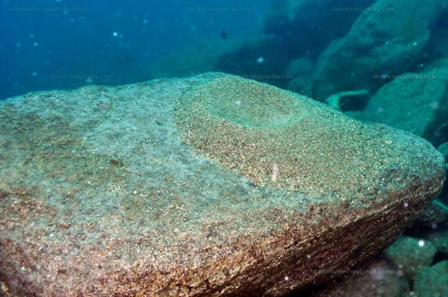 Cratère Ophthalmotilapia sp.